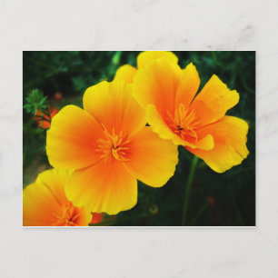 Poppies Postkarte