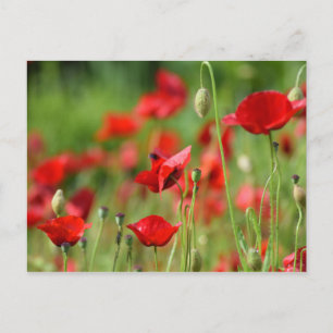 Poppies Postkarte