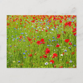 Poppies Postkarte