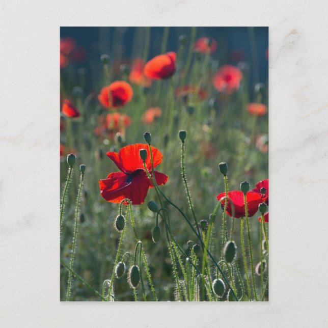 Poppies Postkarte (Vorderseite)