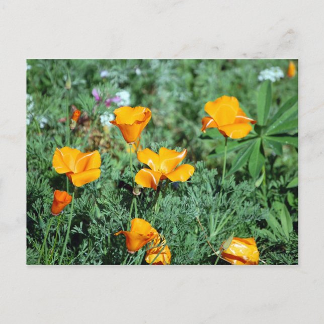 Poppies Postkarte (Vorderseite)