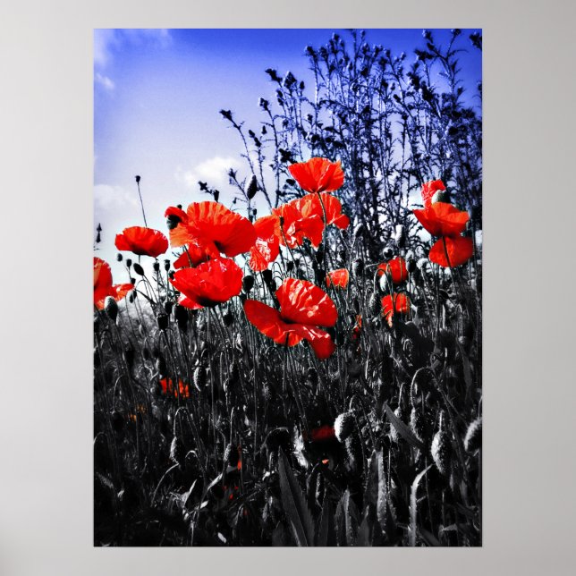 Poppies Print Poster (Vorne)