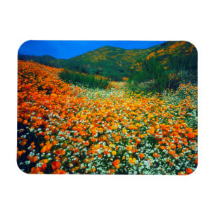 Poppies und Popcorn-Wildblumen in Kalifornien Magnet