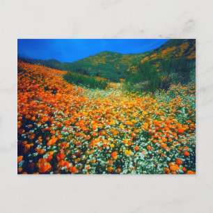 Poppies und Popcorn-Wildblumen in Kalifornien Postkarte