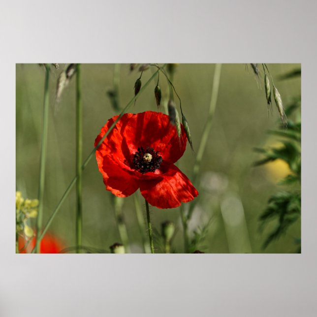 Poppies-Wächter Poster (Vorne)
