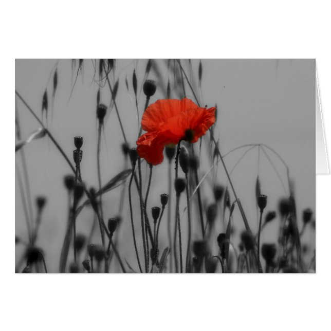 Poppy (Vorderseite (Horizontal))