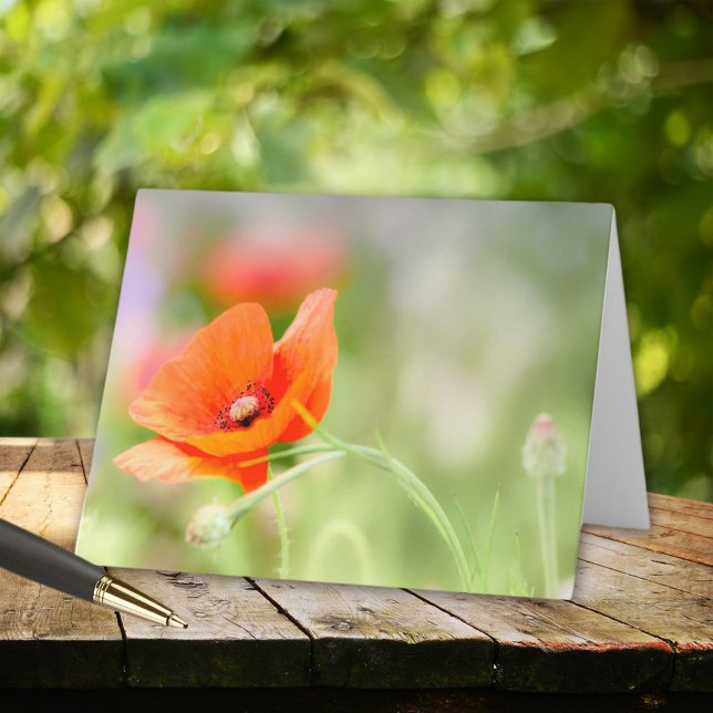 Poppy (Von Creator hochgeladen)