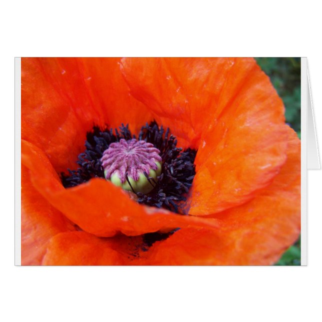 Poppy (Vorderseite (Horizontal))