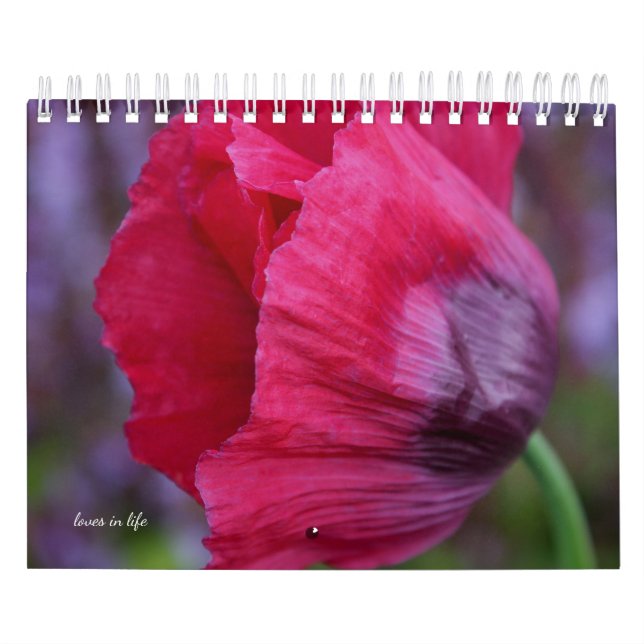 Poppy-Blume Kalender (Titelbild)