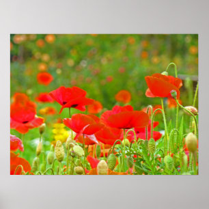 Poppy Blume Meadow Fine Art druckt Rote Pupien Poster