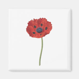 Poppy Blume Pflanze Blossom Blüte Magnet