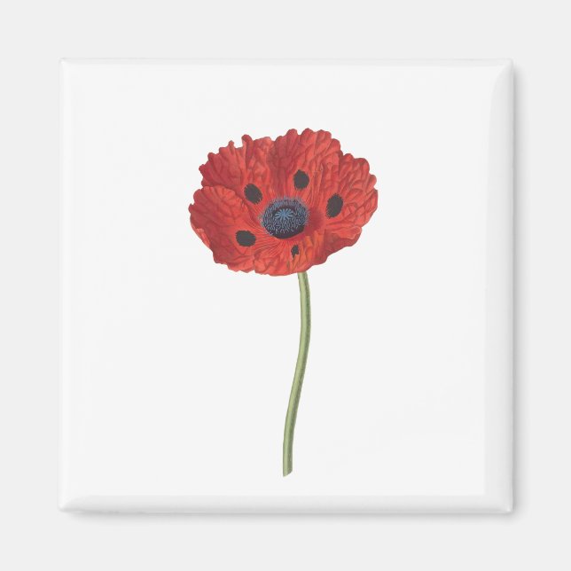 Poppy Blume Pflanze Blossom Blüte Magnet (Vorne)