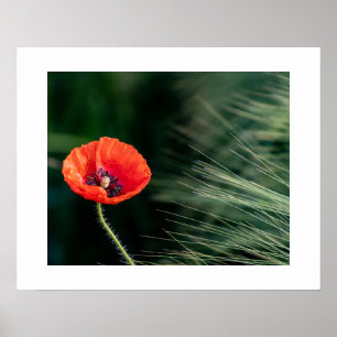Poppy Blume Poster