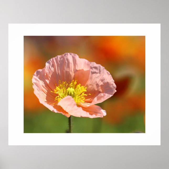 Poppy Blume Poster (Vorne)
