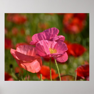 Poppy Blume Poster