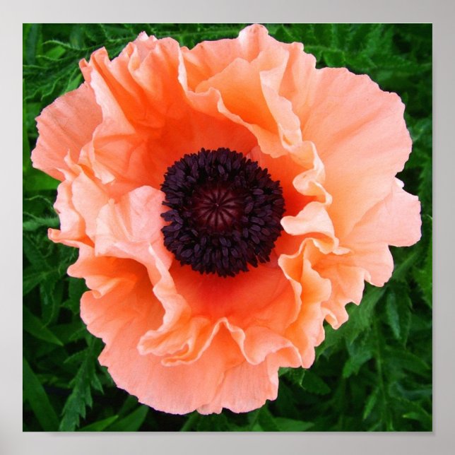 Poppy Blume Poster Print (Vorne)