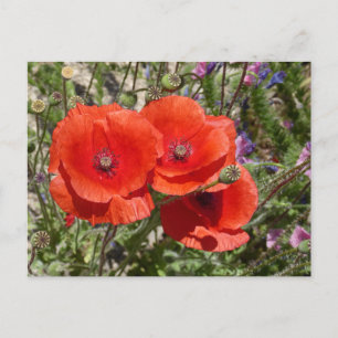 POPPY-BLUME POSTKARTE