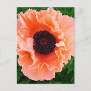 Poppy-Blume-Postkarte Postkarte