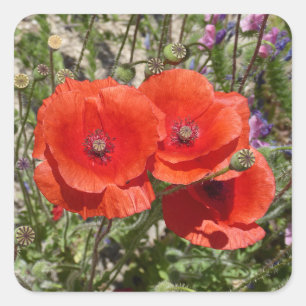 POPPY-BLUME QUADRATISCHER AUFKLEBER