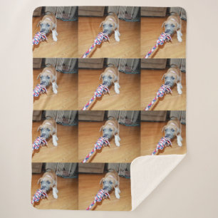 Poppy der Bullterrier-Welpe Spielzeit, Sherpadecke