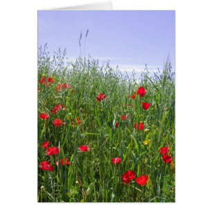 Poppy-Feldkarte