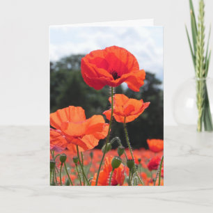 Poppy Field, beautiful blooms, Karte