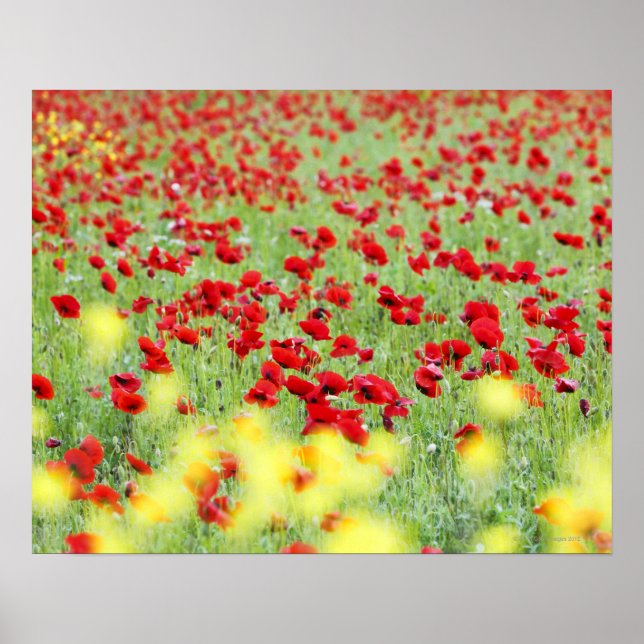 Poppy Field, Siena, Italien Poster (Vorne)