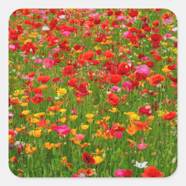 Poppy Field Stickers (Vorderseite)