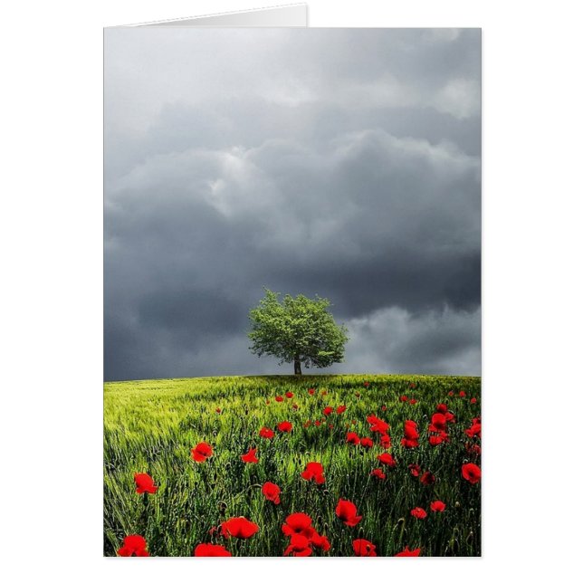 Poppy Field und Cloudy Sky (Vorne)