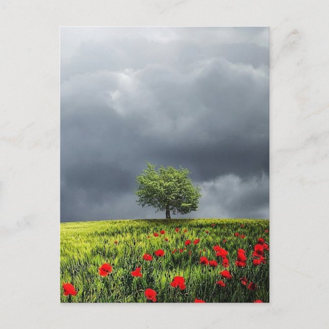 Poppy Field und Cloudy Sky Postkarte (Vorderseite)