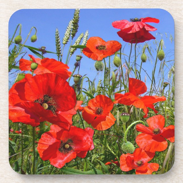Poppy Field ~ Untersetzer (Vorderseite)