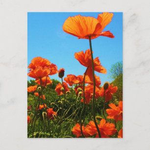 Poppy-Foto Postkarte