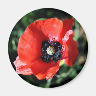 Poppy-Kühlschrankmagnet Magnet