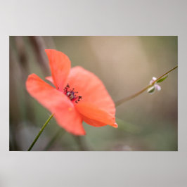 Poppy Nature Foto Poster