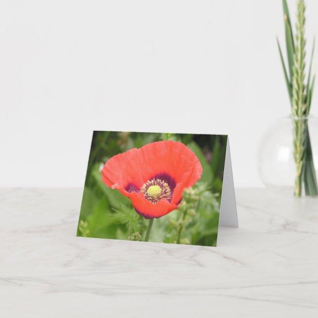 Poppy (Papaver somniferum) card Dankeskarte (Vorderseite)
