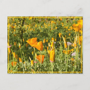 Poppy Patch Postkarte