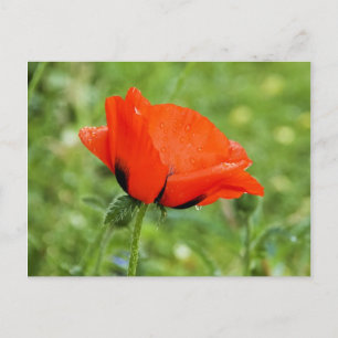 Poppy Postcard Postkarte