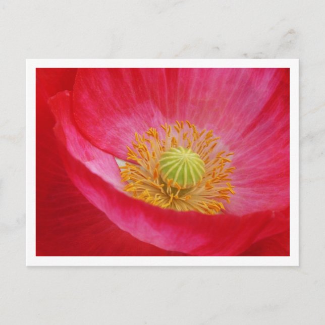 Poppy Postcard Postkarte (Vorderseite)