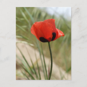 Poppy Postcard Postkarte