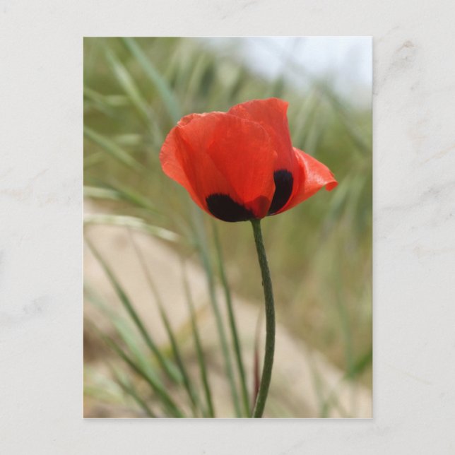 Poppy Postcard Postkarte (Vorderseite)