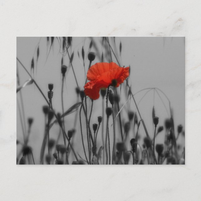 Poppy Postkarte (Vorderseite)