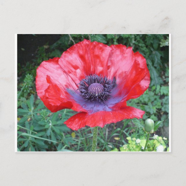 Poppy Postkarte (Vorderseite)