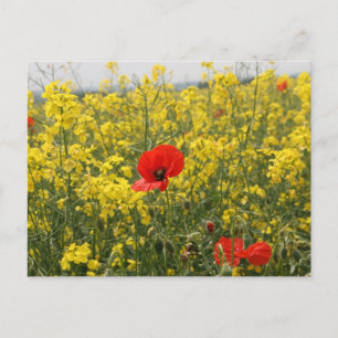 Poppy Postkarte