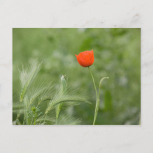 Poppy Postkarte