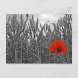 Poppy Postkarte