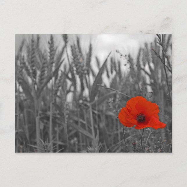 Poppy Postkarte (Vorderseite)