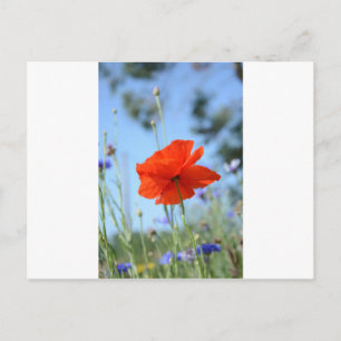 Poppy Postkarte