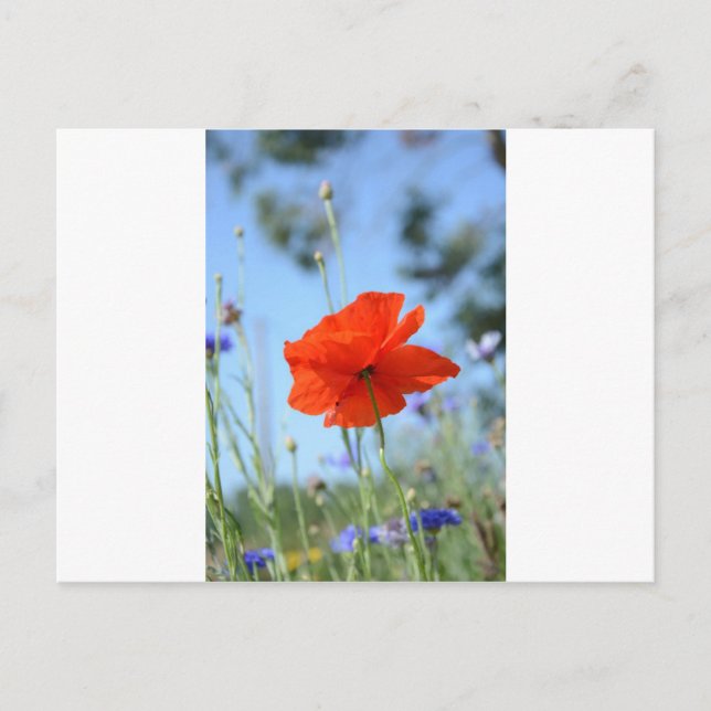 Poppy Postkarte (Vorderseite)