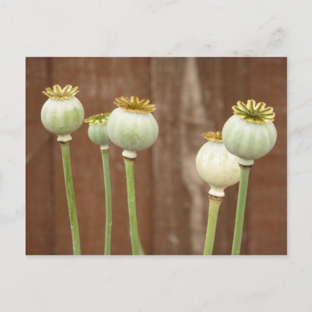 Poppy Seedheads Postkarte (Vorderseite)