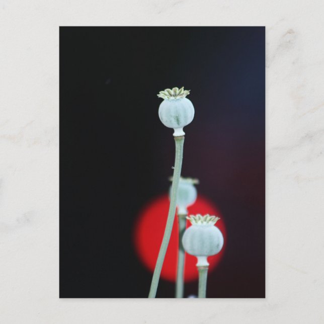 Poppy umcase Asia Style fotografiert von Tutti Postkarte (Vorderseite)